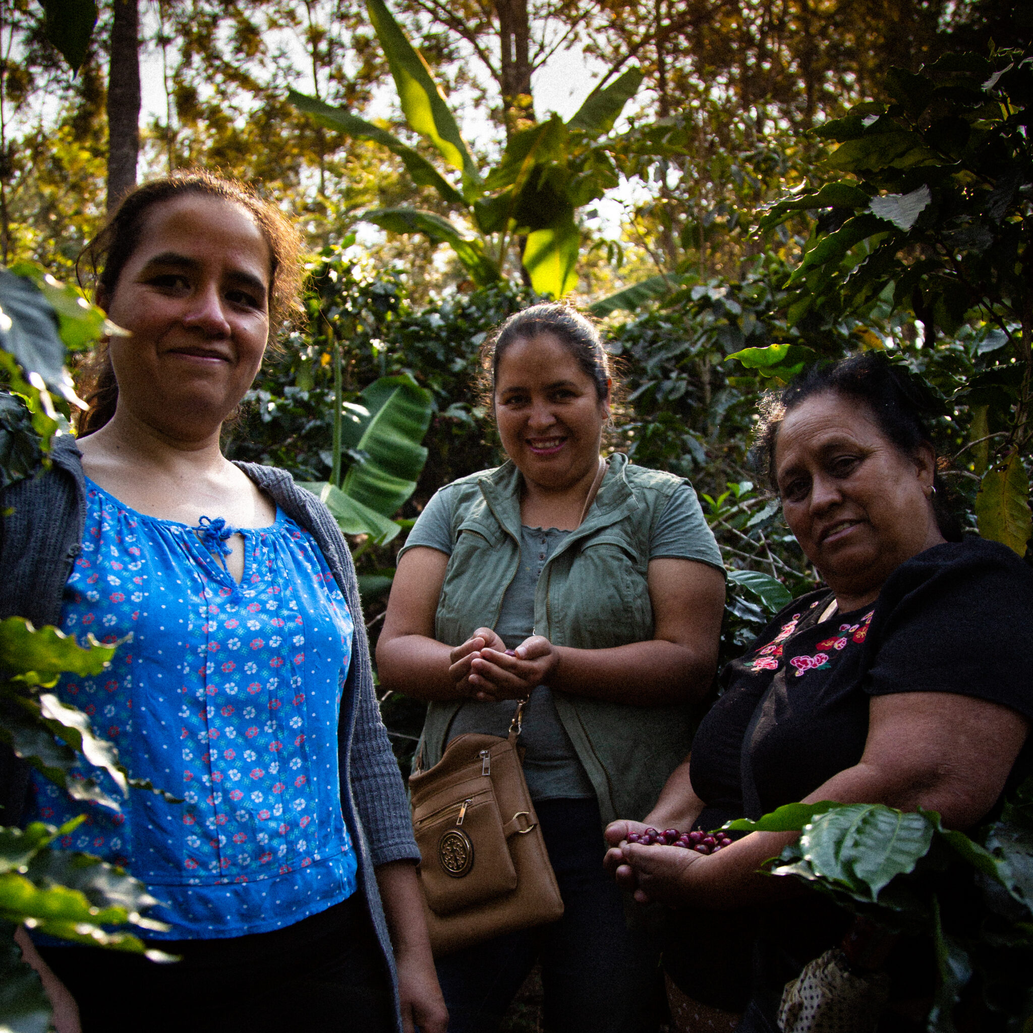 Café de Especialidade da Guatemala La Lima Café de Especialidade da Guatemala La Lima