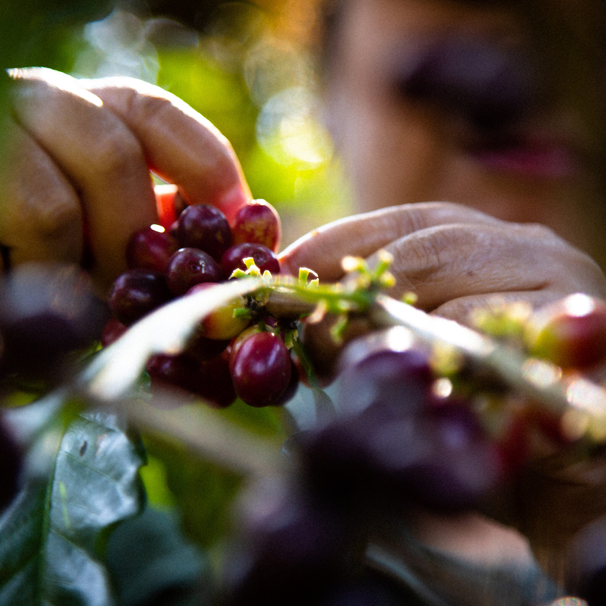 Café de Especialidade da Guatemala La Lima Café de Especialidade da Guatemala La Lima