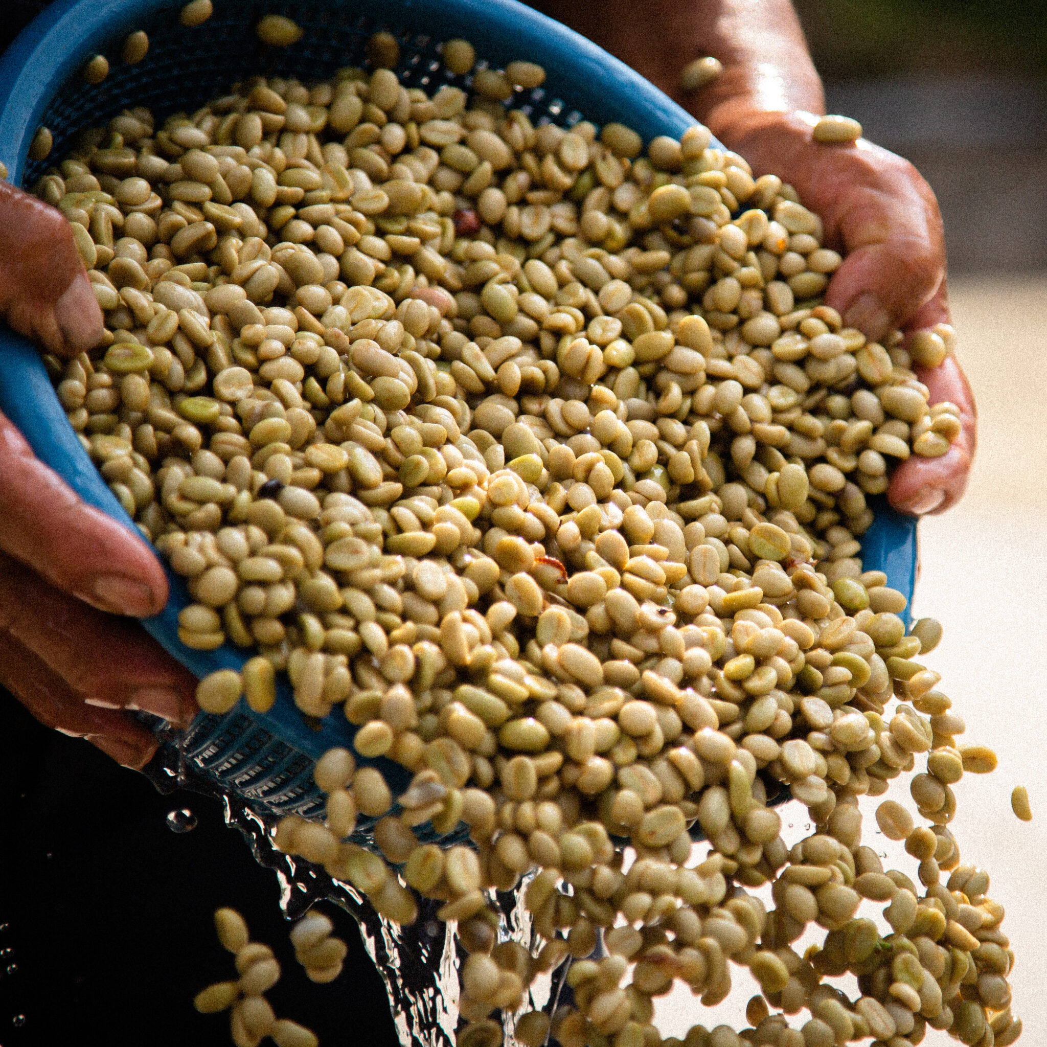 Café de Especialidade da Guatemala La Lima Café de Especialidade da Guatemala La Lima