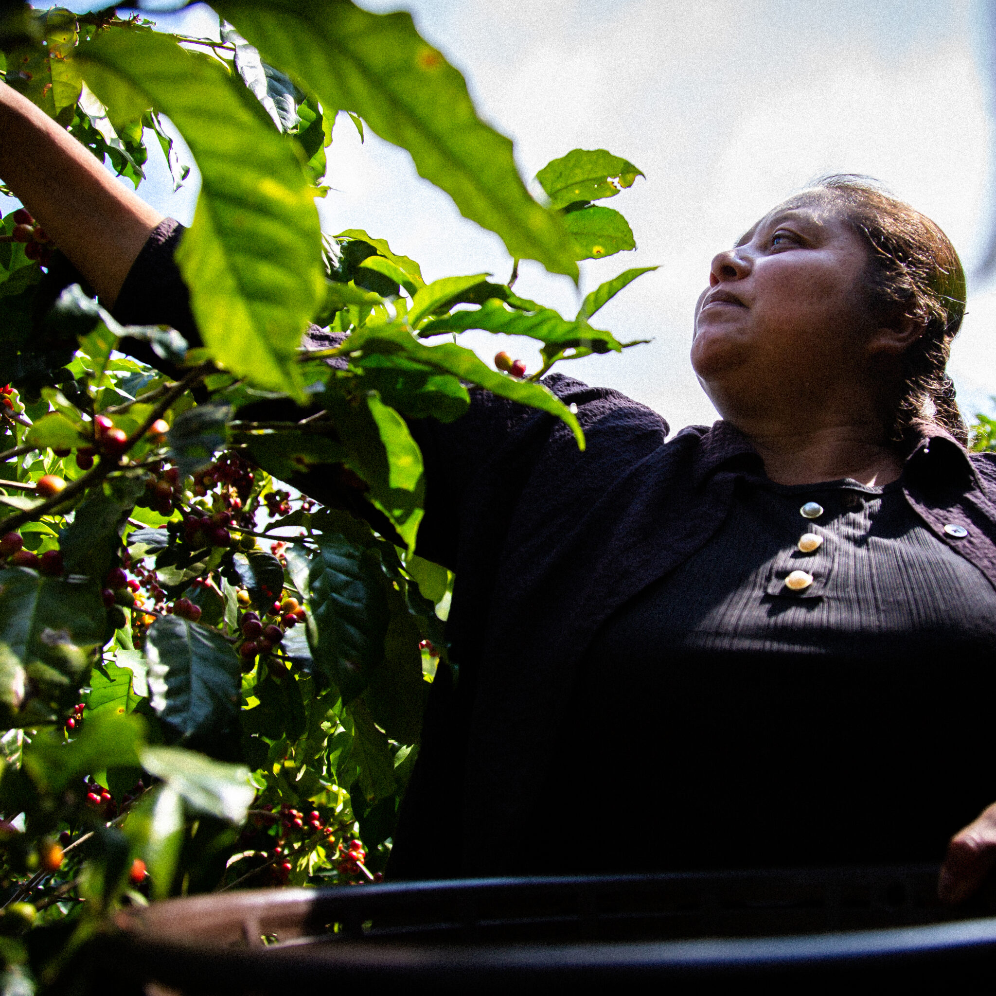 Café de Especialidade da Guatemala La Lima Café de Especialidade da Guatemala La Lima