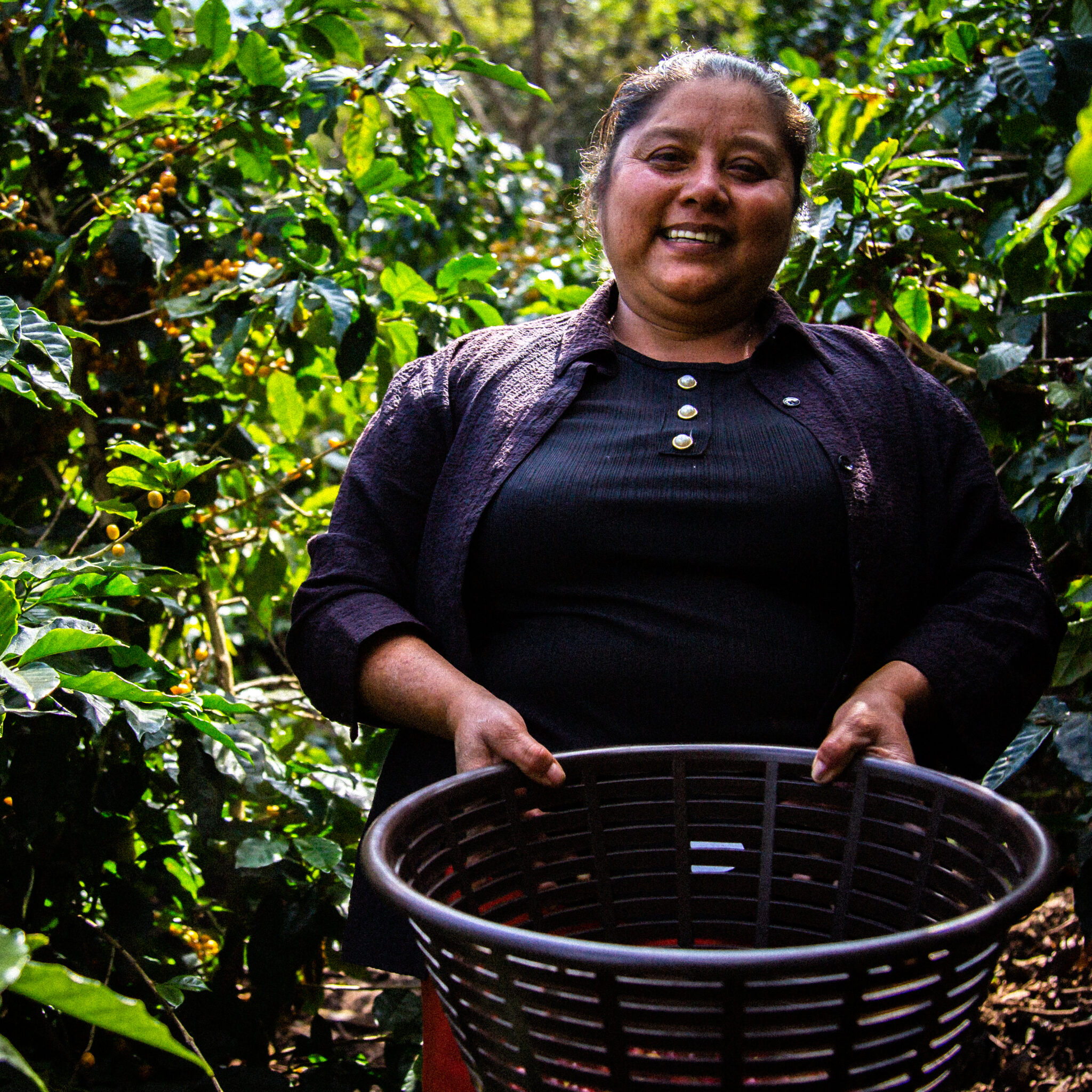 Café de Especialidade da Guatemala La Lima Café de Especialidade da Guatemala La Lima