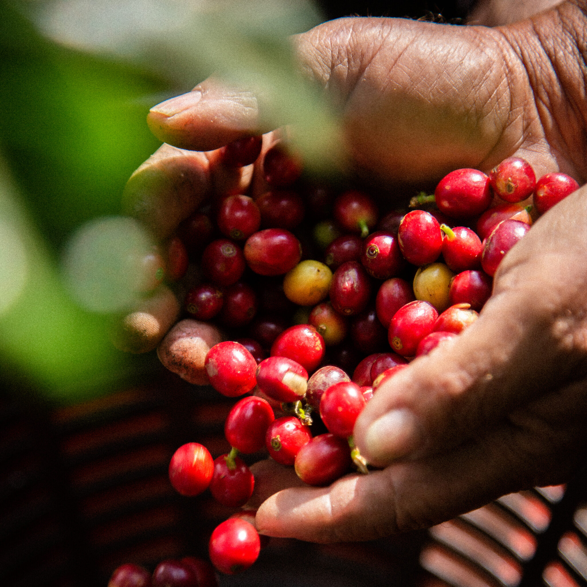 Café de Especialidade da Guatemala La Lima Café de Especialidade da Guatemala La Lima